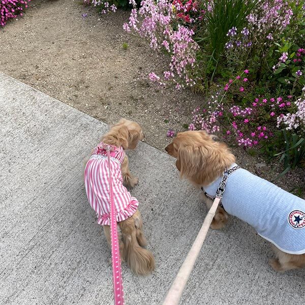 お散歩コース|ペットシッター