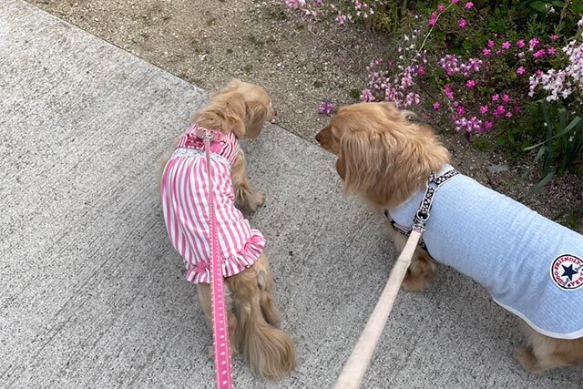 お散歩コースについて