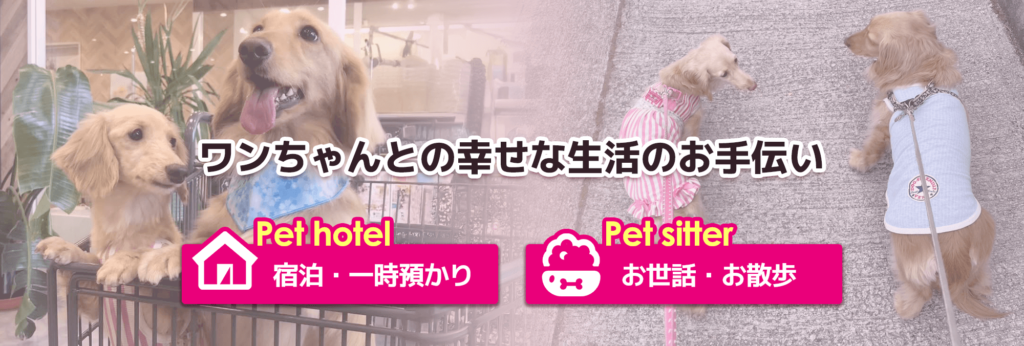 ワンちゃんとの幸せな生活のお手伝い｜ドッグレスキュー武蔵