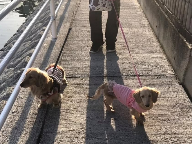 散歩写真(1)